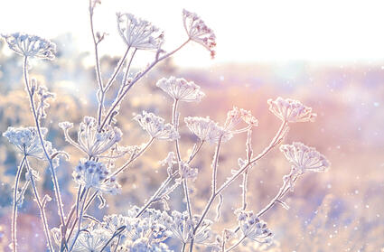 Blommor med frost och snö